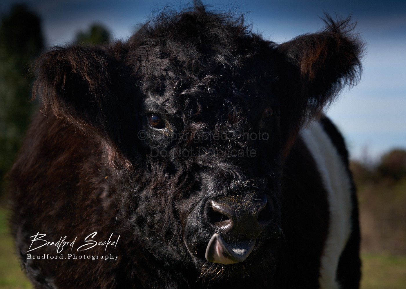 Belted Galloway Cows - Blog - 2021 Image Blog - Bradford Seckel Photography